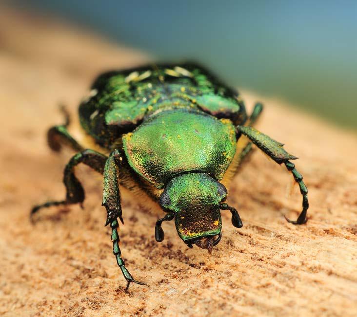 Inventering av vedlevande insekter i gamla ekar och lindar i