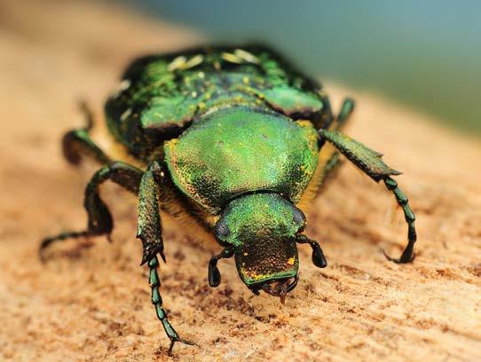 Rödlistade arter av kategori NT (nära hotad): Aderus populneus, Aspögonbagge Allecula morio, Gulbent kamklobagg Ampedus cardinalis, Kardinalfärgad rödrock Corticeus bicolor, Tvåfärgad barksvartbagge