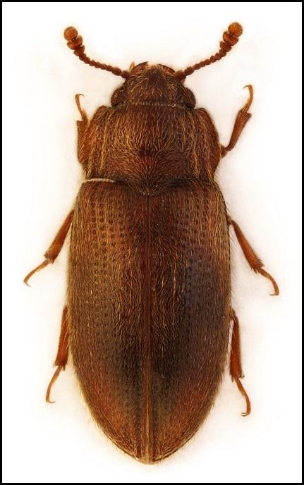 Enfärgad brandsvampbagge, Diplocoelus fagi (Chevrolat, 1837), NT Familjen Dynsvampbaggar Biphyllidae, 2,8 3,3 mm 2016: Stocksundstorp Larver utvecklas i svampangripen, nyligen död bark av lind.