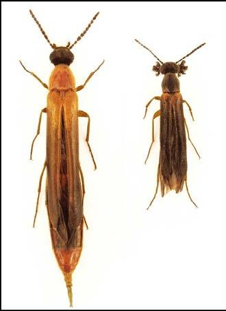 Vuxna skalbaggar är kvällsaktiva och påträffas under andra hälften av juni och hela juli då de kryper på de angripna stamdelarna.