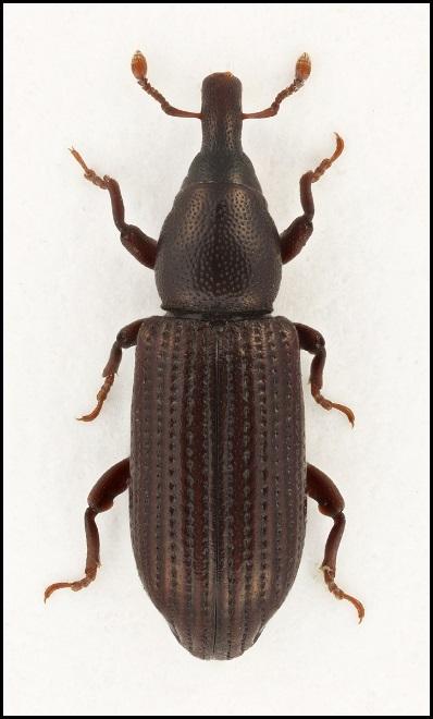 Ekmulmbagge, Pentaphyllus testaceus (Hellwig, 1792), NT Familjen Svartbaggar Tenebrionidae, 1,5 2 mm 2016: Jungfrudansen Larvutvecklingen sker främst i fuktig rödmurken ekved, men ofta även i