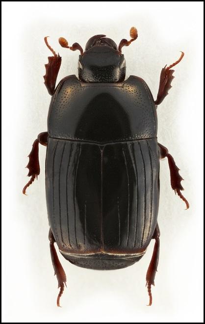 Thomsons vivel, Phloeophagus thomsoni (Grill, 1896), NT Familjen Vivlar Curculionidae, 4 mm 2016: Stocksundstorp, Sörentorp Larvernas utveckling sker i trädhåligheter av gamla Phloeophagus thomsoni