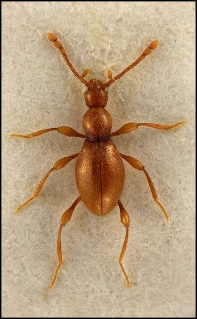 En glattbagge, Scydmaenus perrisii (Reitter, 1879), NT Familjen Glattbaggar Scydmaenidae, 1,6 2 mm 2015: Pipers park Larvutvecklingen sker i gamla, grova, gärna ihåliga och solexponerade ekar i bon