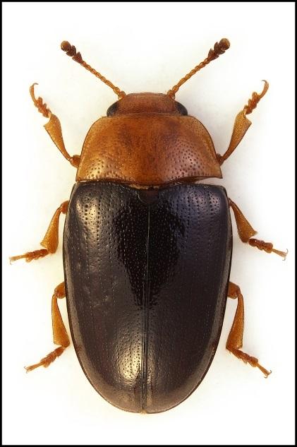 De vuxna skalbaggarna hittas i eller i närheten av myrbon under en stor del av året. Utbredning: Ny art för Uppland. Tidigare påträffad i östra Småland, mellersta Öland, Östergötland samt Västmanland.