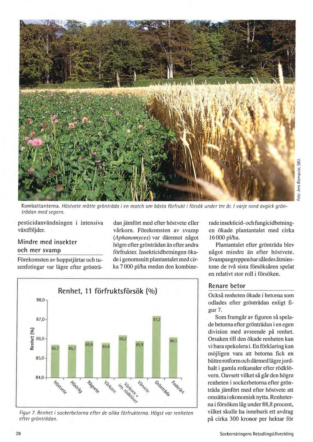 Kombattanterna. Hästvete mötte gröntröda i en match om bästa förfrukt i försök under tre år. I varje rond avgick grönträdan med segern. pesticidanvändningen i intensiva växtföljder.