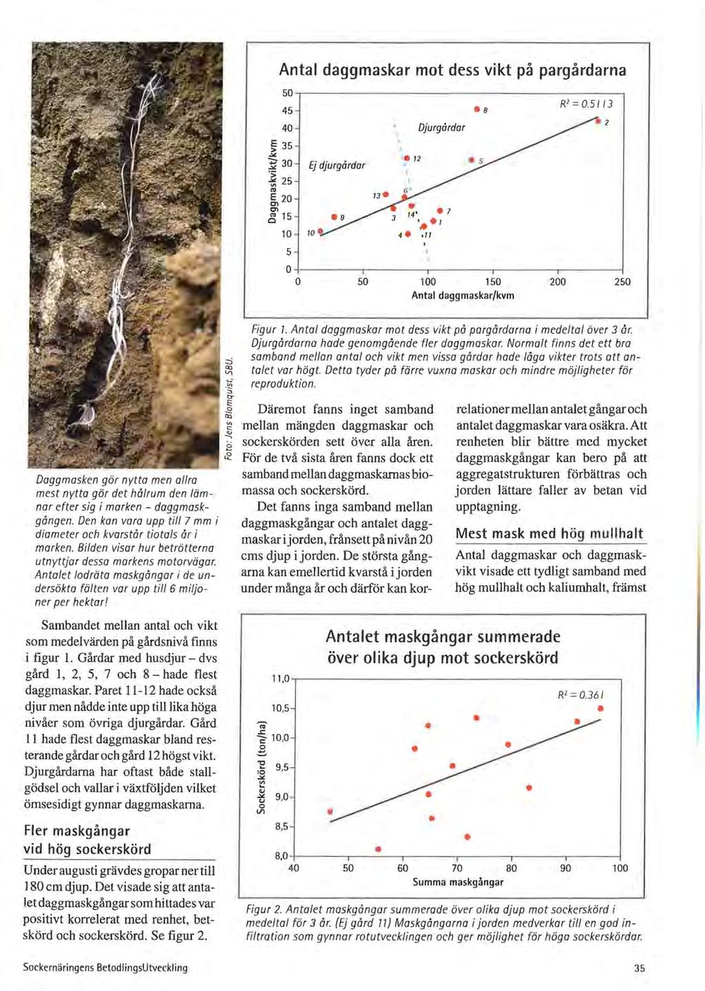 Antal daggmaskar mot dess vikt på pargårdarna 50 45.8 R' = 0.5 I I 3 40 - Djurgårdar.,,,_ ~ 35 - ~ 30 Ej djurgårdar ] 25 "' 72 '" 5, 20 c:n 7.g 15 10 4.