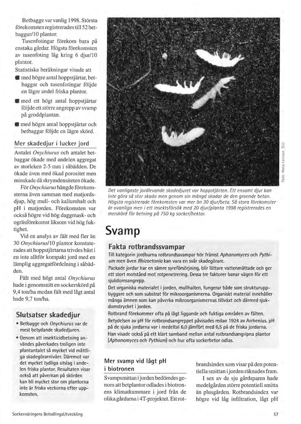 Betbagge var vanlig 1998. Största förekomsten registrerades till 52 betbaggar/10 plantor. Tusenfotingar förekom bara på enstaka gårdar. Högsta förekomsten av tusenfoting låg kring 6 djur/10 plantor.