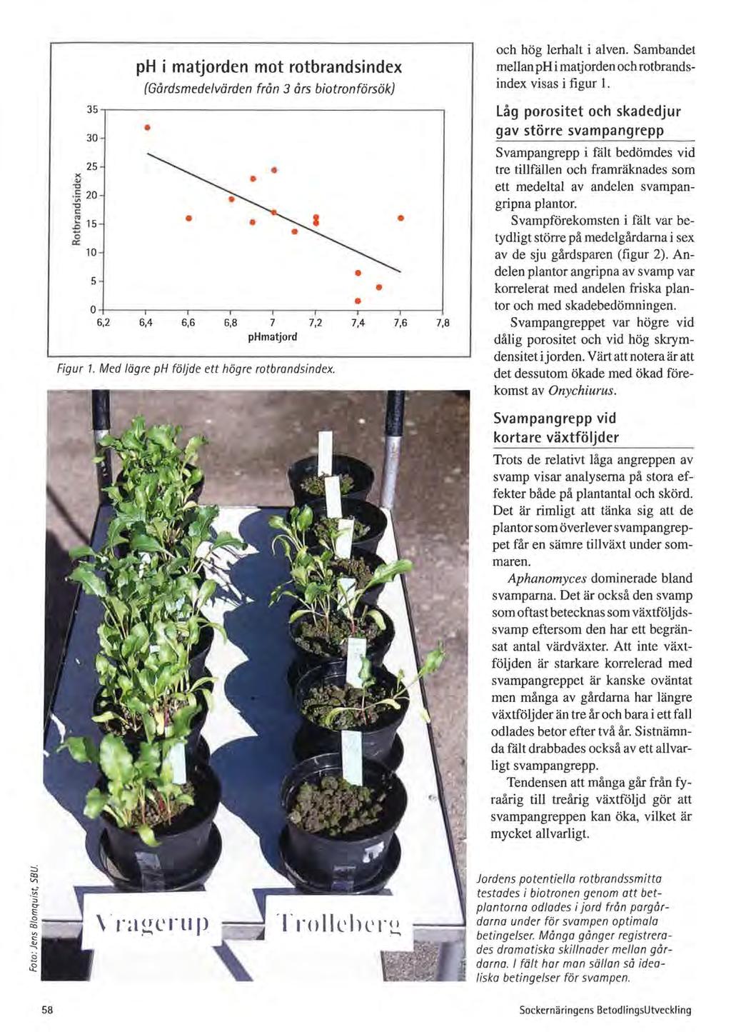 30 25 10 5 ph i matjorden mot rotbrandsindex (Gårdsmedelvärden från 3 års biotronförsök) 0-1-----~ - -~--~----~--~----1 6,2 6,4 6,6 6,8 7 phmatjord 7,2 7,4 7,6 7,8 Figur 1.