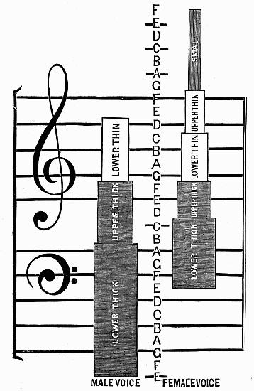 det alltså mellan tonerna b och c, och mellan tonerna e och f i varje oktav. Vid varje nytt läge i rösten lättas rösten upp, och det engageras mindre och mindre stämbandsmassa.