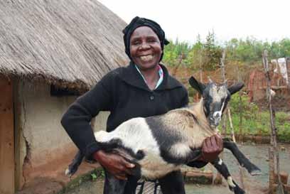 Getter till mor- och farmödrar i Zambia I Zambia stödjer Barnfonden ett getprojekt för att förbättra försörjningsmöjligheterna för fattiga familjer på landsbygden.
