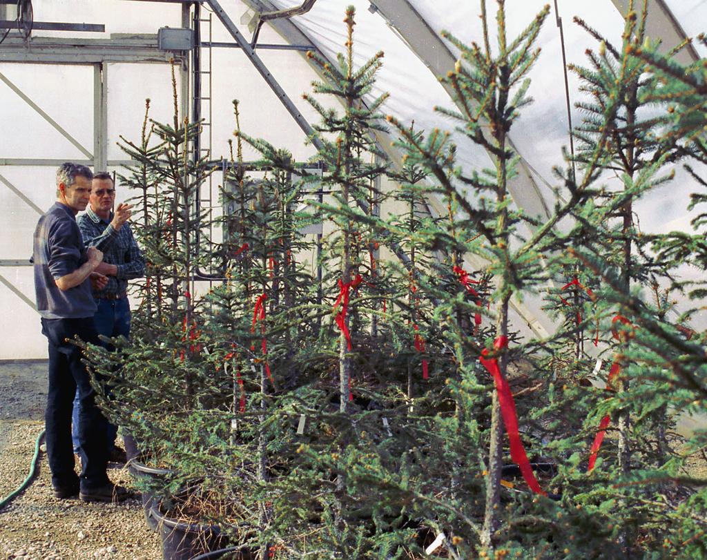 ARBETSRAPPORT 966-2018 Växthusplantage av gran Erfarenheter från ett projekt vid Nässja plantskola för produktion av basmaterial för vegetativa förökningsmetoder Norway spruce indoor