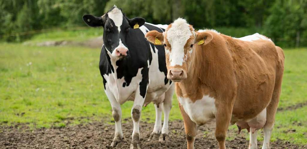 tilläggspris för frigående kor till mjölkgårdar samt produktionsmiljötillägg för specialiserade nötgårdar.
