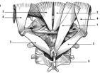 Hellström et al 2005 Fusimotor-inducerad modulering Thunberg et al 2001, Thunberg et al 2002 Syn Vestibulärt info Mekareceptorer CNS Integration Motoriska kommando Biomekaniska förutsättningar