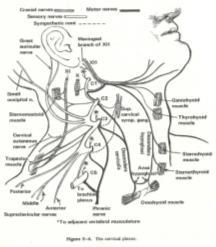 Thomas, 1977;155-160 Chusid, JG Correlative neuroanatomy & functional neurology 17th ed LANGE Medical Publications 1979 Neurodynamik Travell & Simons MyofascialPain and Dysfunction: The Trigger Point