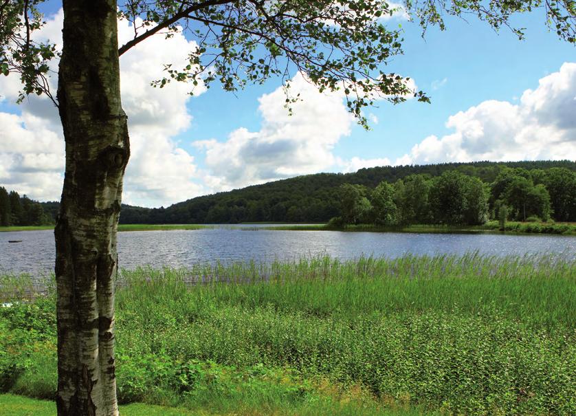 Avloppsvatten kan orsaka övergödning som leder till algblomning, igenväxning, syrebrist och fiskdöd.