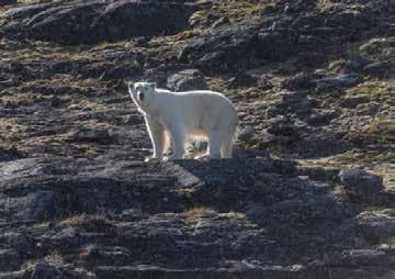 Dag 7 26 aug Pond Inlet, Baffinön, Kanada Den brittiske polarforskaren Sir John Ross döpte samhället till Pond Inlet år 1818 efter John Pond, en känd brittisk astronom.