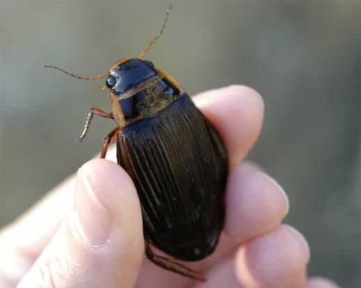 Bred gulbrämad dykare, hane.