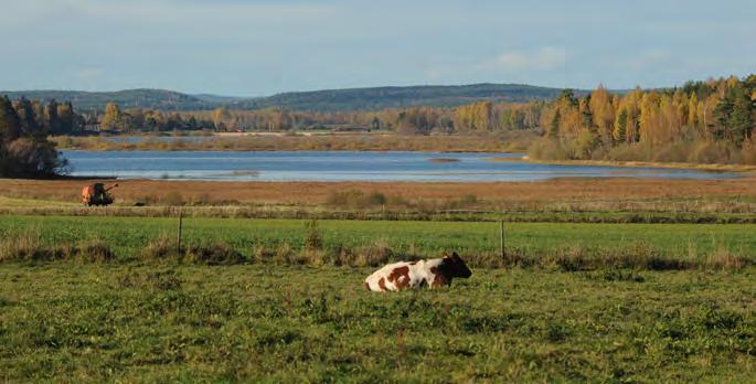 Under året har NeDas verksamhet inom området nästan uteslutande inriktats på att skriva denna omfattande ansökan.