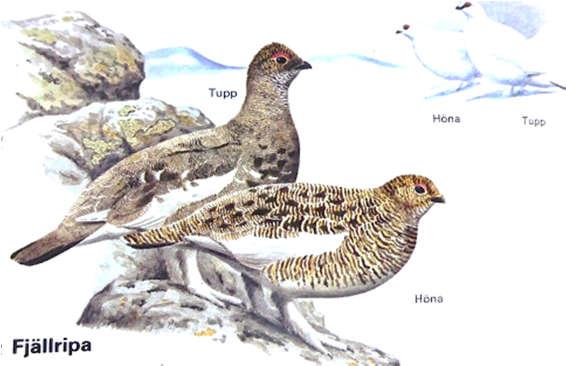 Monta lagopo (latin: lagopus mutus) La monta lagopo (en la sveda: fjällripan) estas loĝanta en la altmontaro de norda Dalekarlio ĝis norda Laponio kaj sonas alie ol sia parenco la preskaŭ simila