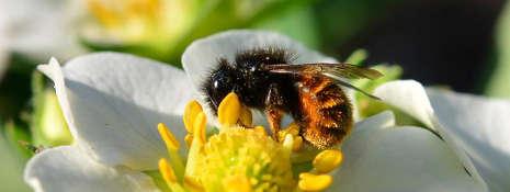 La nun malpermesitaj insekticidoj estas tri tipoj de neonikotinoidoj. La insektoj lamiĝas kaj mortas je sufiĉe da granda koncentrado. Ni povas danki al niaj abeloj pro la manĝaĵo!