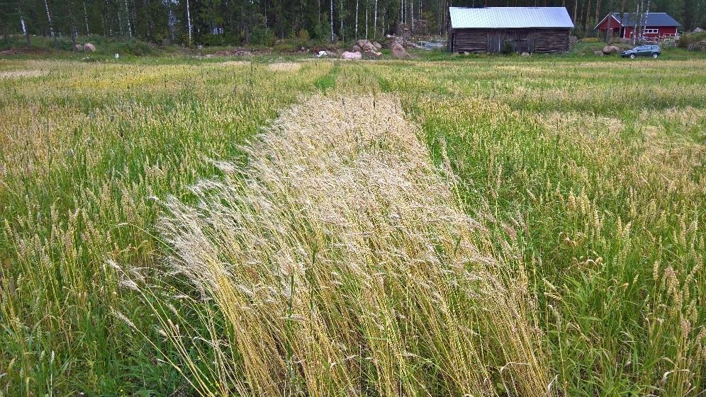 Avkastning och protein 2016, vårvete Veteskördens medel ligger i år på ca 1,9 ton/ha (ifjol var medelskörden på vårvete 3,4 ton/ha).