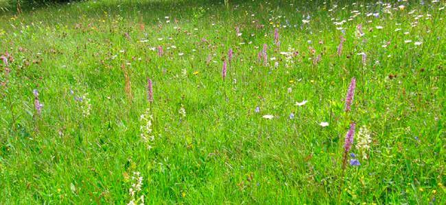 Anlägg blomsterängar Ängen är en av de allra artrikaste miljöerna. Det är viktigt att anlägga ängen på en näringsfattig mark som gynnar ängsväxterna. Lägg inte på matjord eller konstgödsel.