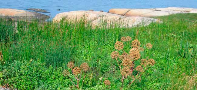 4.3 Vatten och vattennära områden Vid havet finns olika typer av stränder som klipp-, block-, grus- och sandstrand samt strandäng.