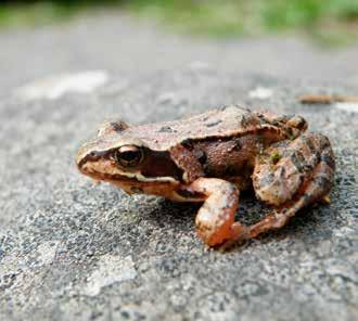 Varning! Tänk noga innan inplantering av till exempel näckrosor, som kan ta över helt i större dammar.