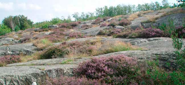 4.4 Bergiga områden Göteborgs natur domineras av berg och hällmarker genombrutna av sprickdalar med leror. Berggrunden är ofta näringsfattig, men här och där förekommer rikare bergarter.