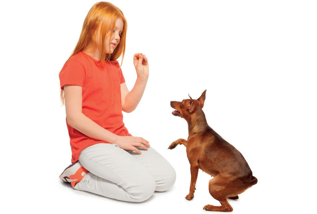 HUNDAKTIVITETER Kom till Eukanuba Arena och prova på olika hundaktiviteter.