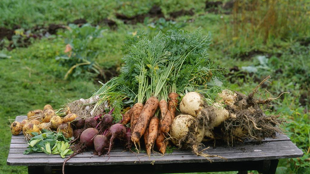 5 Klimatsmart Fotograf: Jan Töve Varför ska vi ha mer vegetariskt på tallriken? Svenskarnas köttkonsumtion ökade med 40 procent under perioden 1990-2010.
