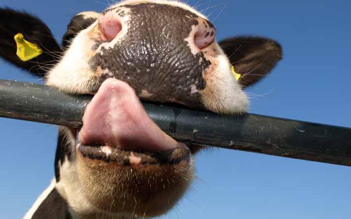 Grönfoderblandningar Grönfoderblandningar Helsädesensilage används ofta som ett komplement till gårdens vall- och majsensilage.