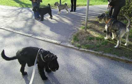 Nosework i Göteborg Under mars och april månad har fyra schnauzrar gått