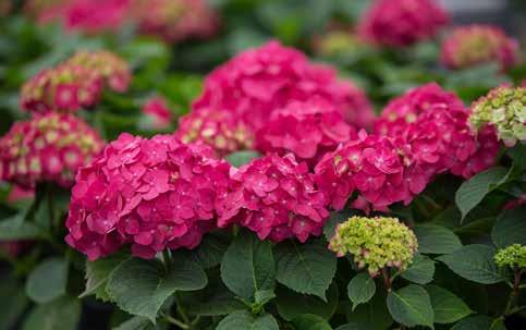 Sorten är en korsning mellan olika hortensior där den ena föräldern är Hydrangea macrophylla.