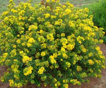 Vita pyramidala blommor där de sterila crèmevita kransblommorna övergår i rosa. Fortsätter att blomma under säsongen, vilket gör att blommorna ser ut att sitta i våningar.