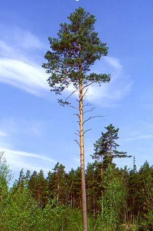 utredningen förväntas leda fram till. Mål: Från tall till välfyllt vedförråd Men vad ingår i åtagandet?