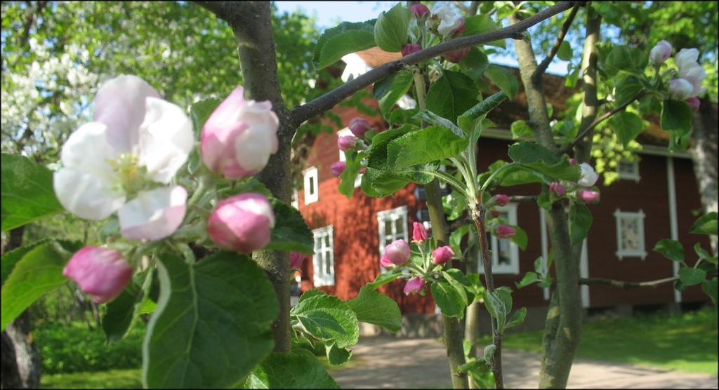 övervägde att förlägga 30 inspelningsdagar till passande miljöer på Gotland, men till sist valde bort det på grund av kostnaden.