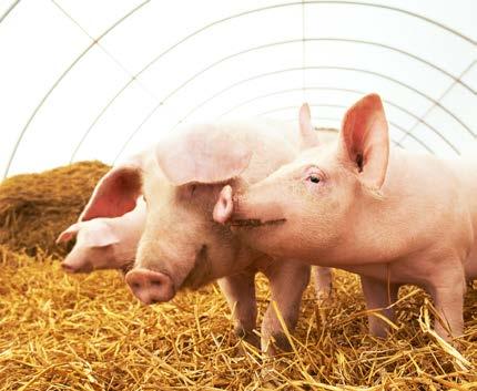 Exempel från svensk grisproduktion Energianvändningen för uppvärmning varierar mycket mellan olika gårdar, detta gäller särskilt byggnader för suggor och smågrisar.