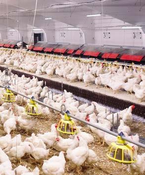 Kor i stall Exempel från svensk kycklingproduktion Vid kycklinguppfödning står vanligtvis uppvärmningen för en mycket stor andel av energianvändningen.