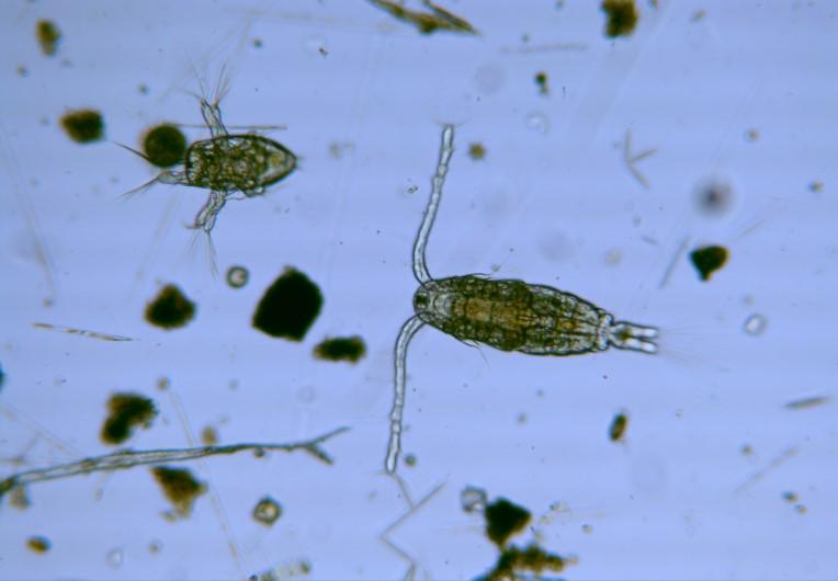 com/wor-2/oekosystem-artenvielfalt/lebensraum-derfische/ Producenter 14 Primär producenter såsom växtplankton är första