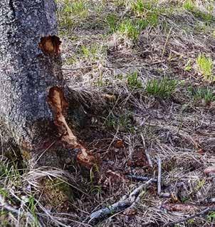 Skada som uppstår av körspår kan ibland vara svåra att bedöma och det kan hända att omfattningen av skadan visar först i efterhand.