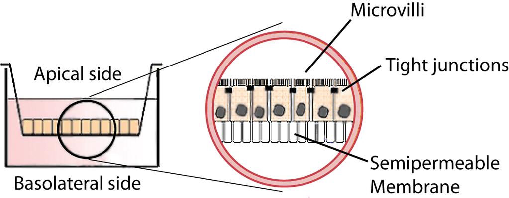 polariserade, täta monolager Merparten, 70%, uppreglerades efter stimulering med IFN-g En liten