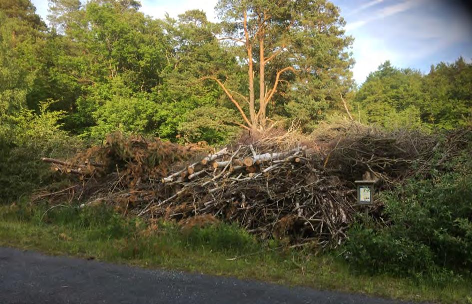 Figur 9. Faunadepå av triviallöv och barr på Sternö, Karlshamns kommun. Karlshamn NO - Kolleviksvägen Faunadepån vid Kolleviksvägen ligger i kanten av en bokrik lövskog.