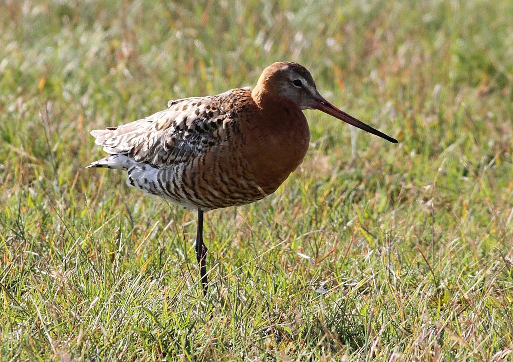 Myrspov Limosa lapponica Höst. Genom södra Vättern sträckte 191 ex 26.7-29.8 med bästa dag 5.8 då 127 ex sträckte (Henrik Gustafsson).