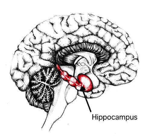 Hippocampus med vänner Huskurage -