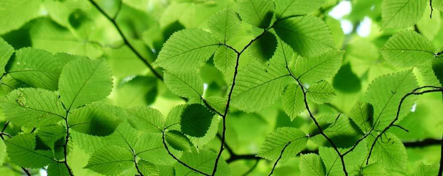 What is a sustainable society?
