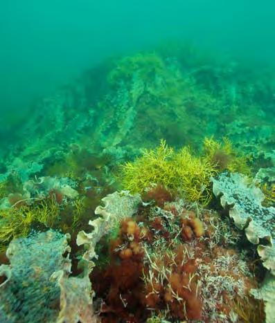 ingen övergödning Övergödning försämrar livsvillkoren för många organismer i havet och påverkar oss människor negativt när badvikarna fylls av alger.
