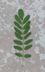 att odla indigoväxter Indigofera [Indigofera Tinctoria, Indigofera Suffruticosa, Indigofera Australis] Indigofera tillhör familjen ärtväxter.