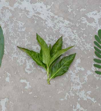 att odla indigoväxter Färgpilört [Persicaria Tinctoria] Färgpilört kallas även kinesisk eller japansk indigo och har tidigare gått under benämningen Polygonum Tinctorium.
