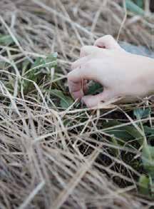 att odla indigoväxter Du behöver färska blad av indigoväxt hammare tygbitar av naturfiber